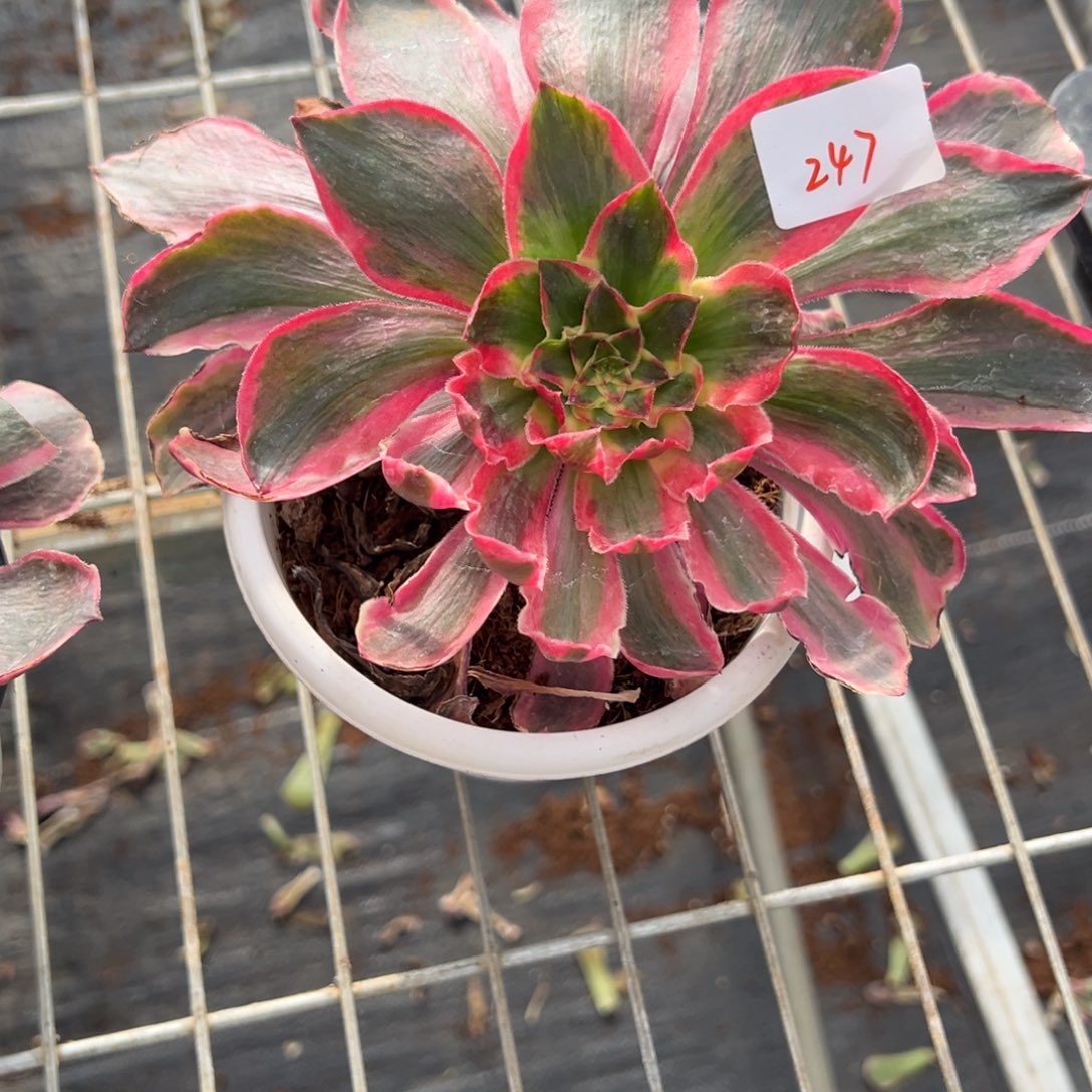 247恶魔之眼多肉多肉多肉