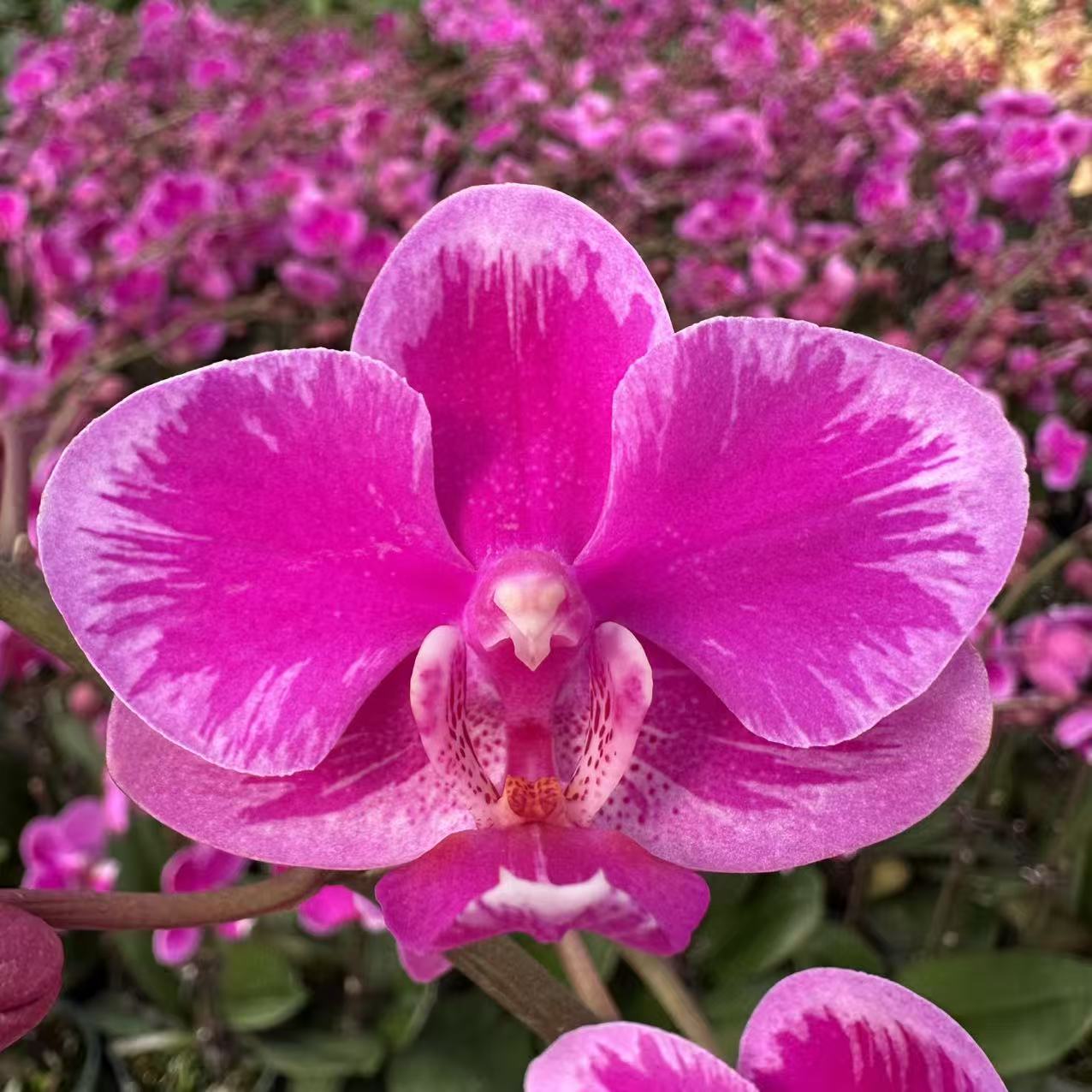 A3【泼墨】紫红色闪电边蝴蝶兰.源头基地.送礼兰花.包盆年花