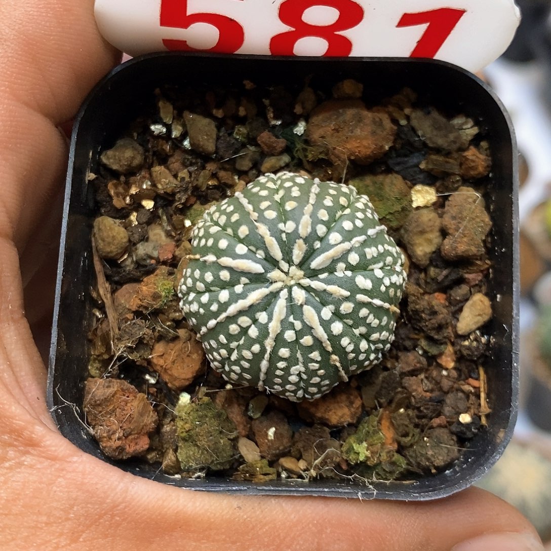 581奇迹福利特价咯哦