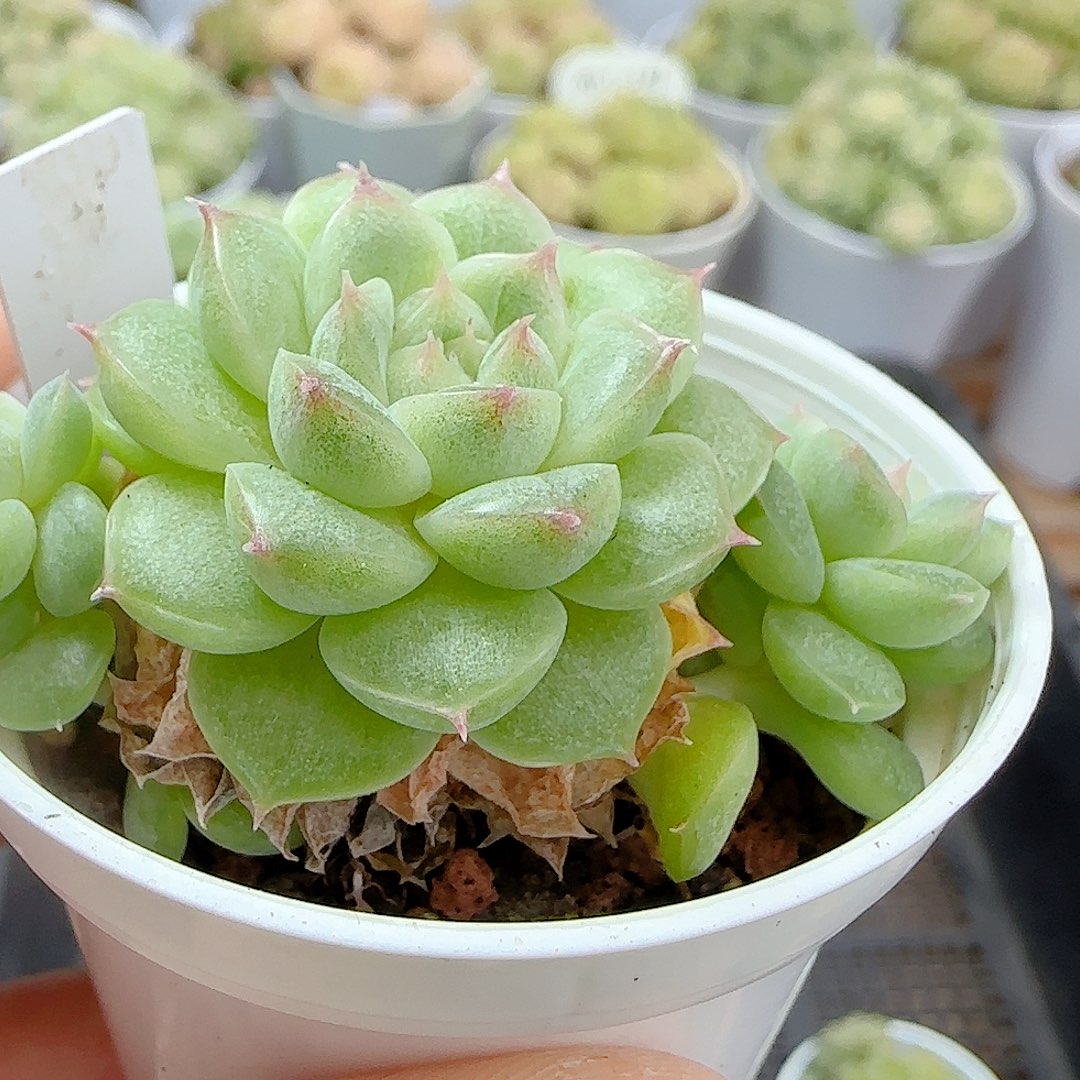 萱***草1102-7（m1-37）优选