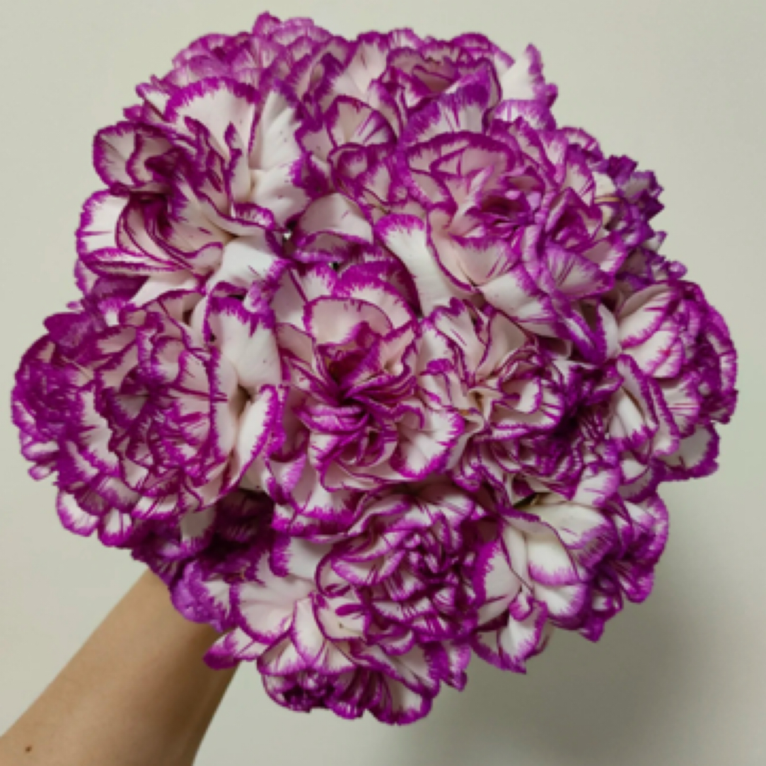 【只发新疆】特步单头康乃馨18-20 支（2支不售后）