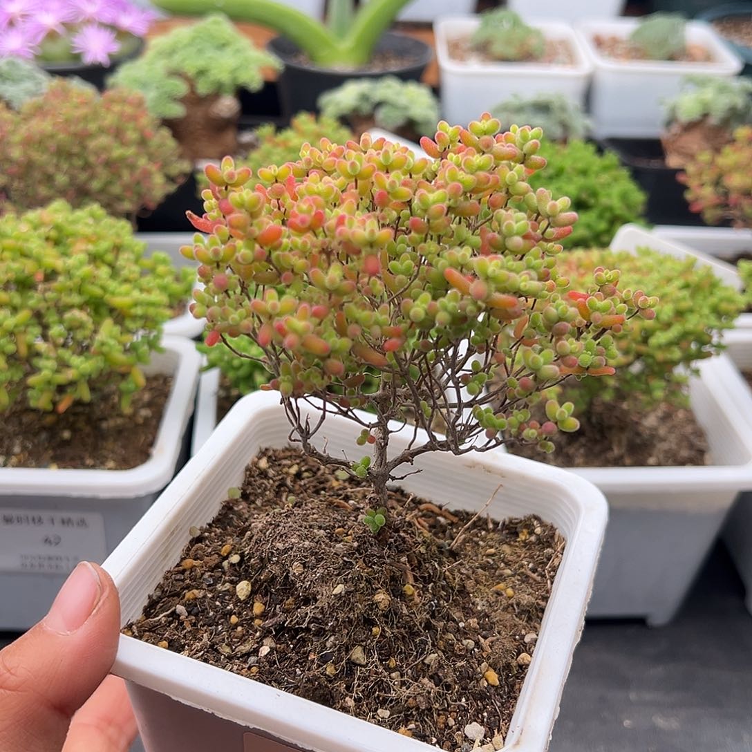 583号密橘糖球福利12.25多肉