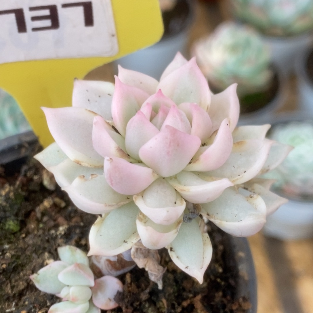 737牡丹冰锦锦锦锦锦锦