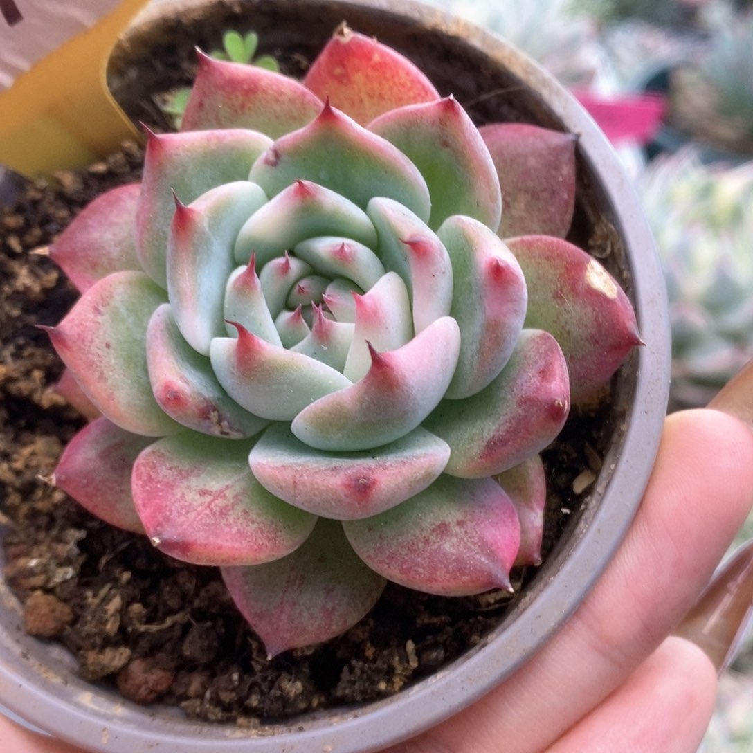 071锦锦锦锦锦锦锦