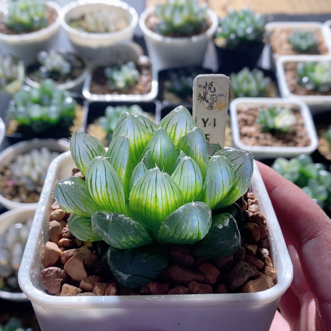 Y4玉露多肉植物多肉