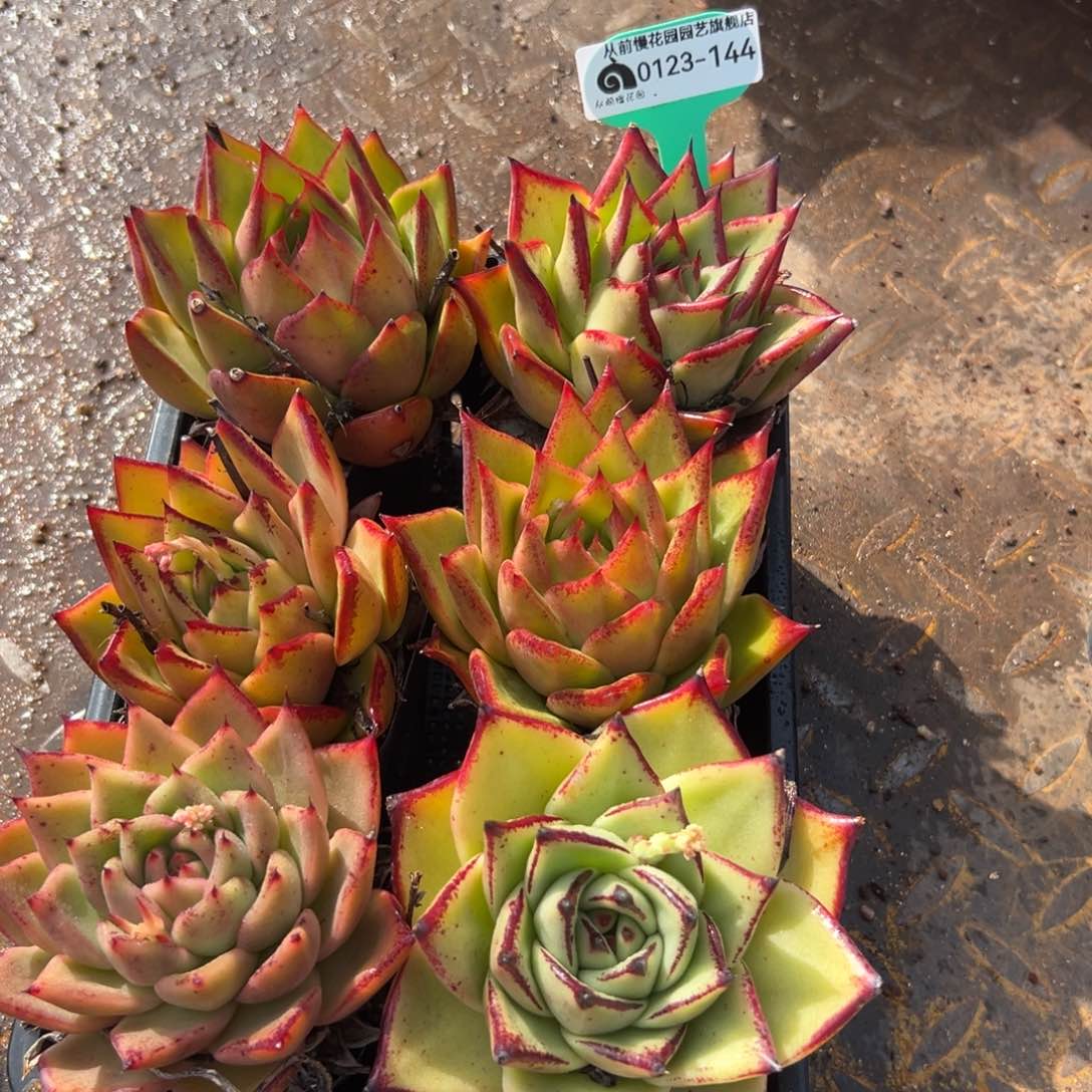 多肉一物一拍0123-144