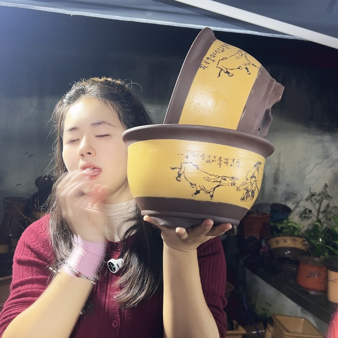 25+25黄色放牛娃三角金钟