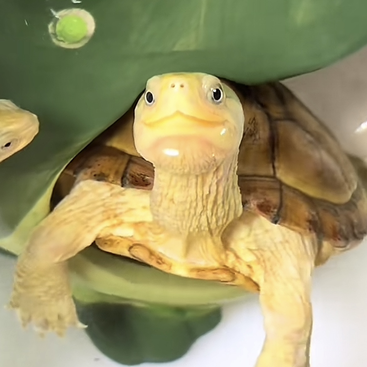 水龟活体宠物龟直播间专用