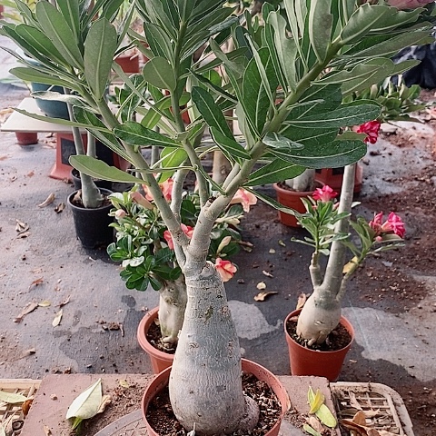 【闪购商品】无花朵8****4