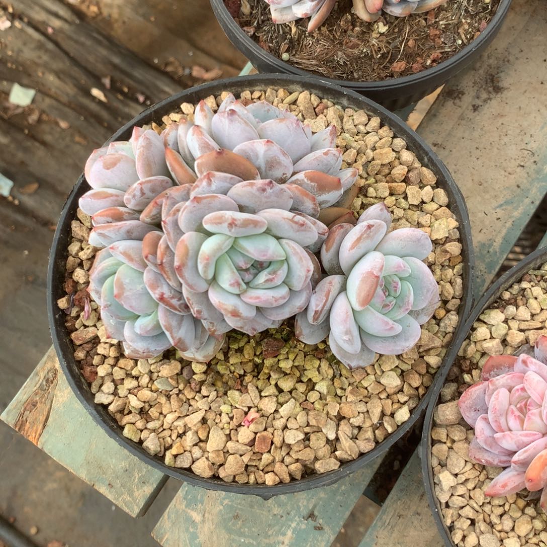 无花朵哈哈哈哈哈哈哈哈哈6