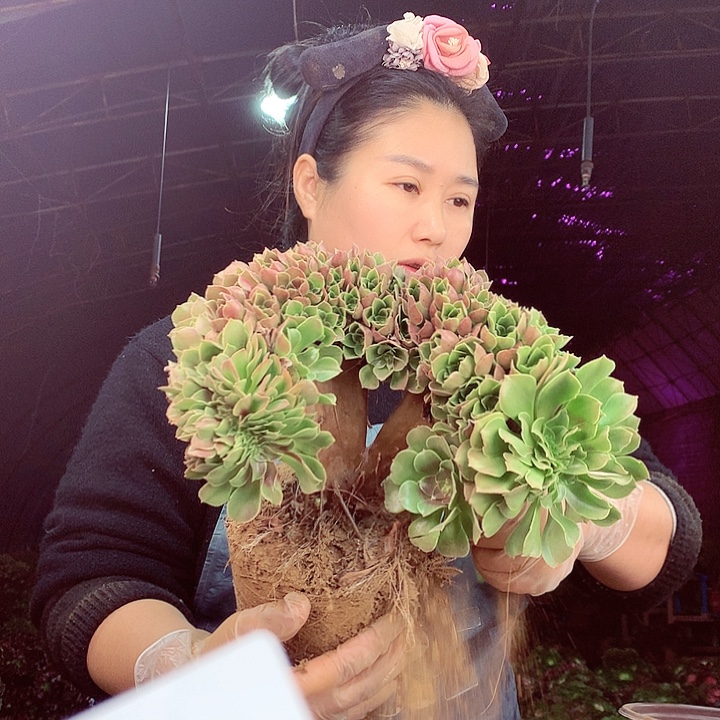 柒柒精品多肉脱土发货不包断侧枝S395