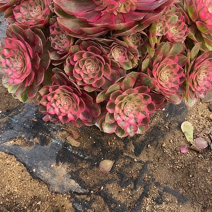 多肉植物火龙果642多肉