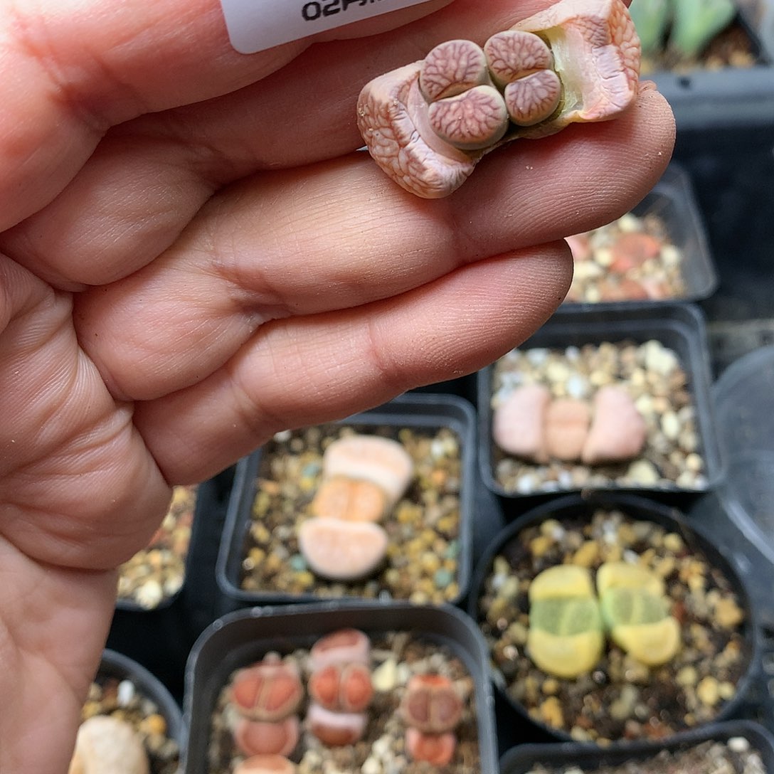 子*W868多肉植物保护研究所
