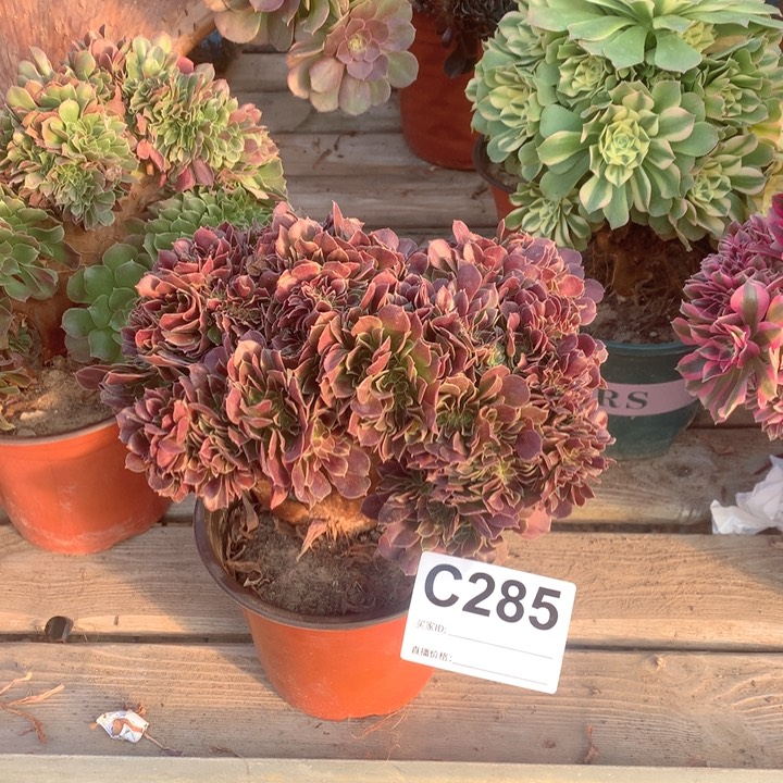 285玫瑰缀多肉法师