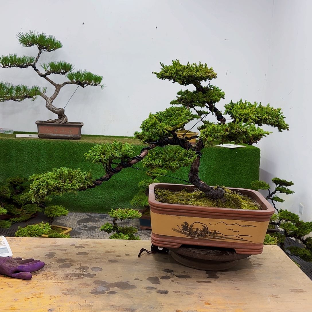 丁***L盆景盆景盆景盆景