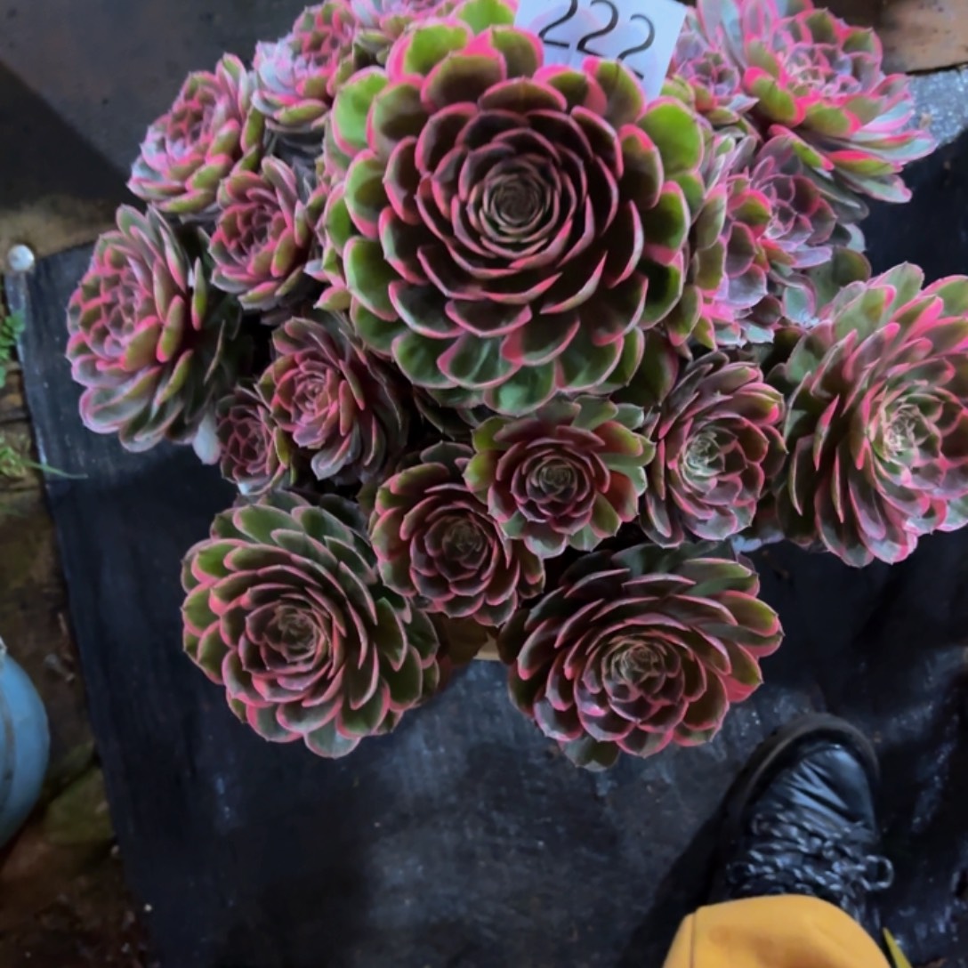 电***号哈哈多肉葡萄福利222