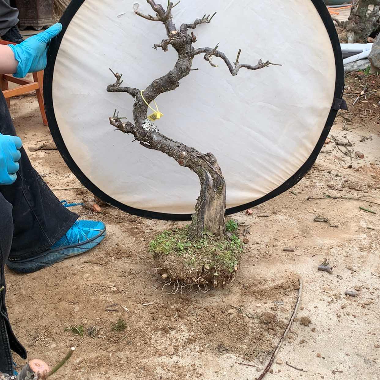 【闪购商品】梅花梅山梅花梅花