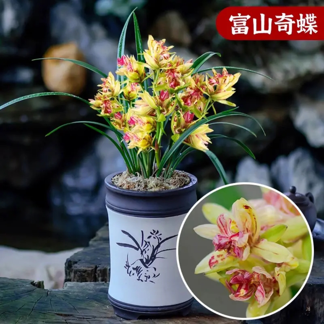 富山奇蝶带花苞老种兰花奇花国色芳华红禅浓香好养重瓣兰草