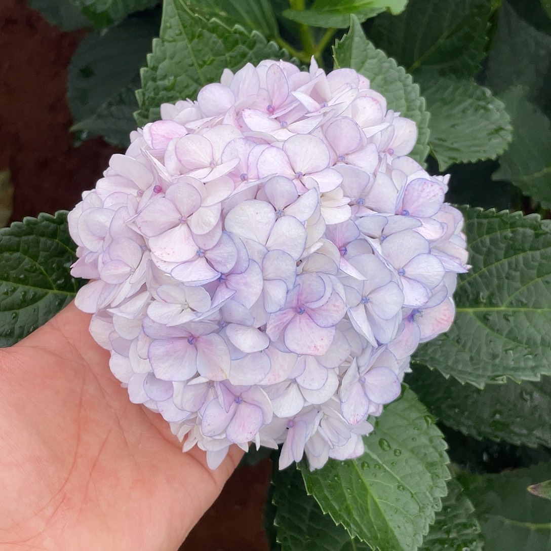 绣球切花一物一拍3枝起包邮，108