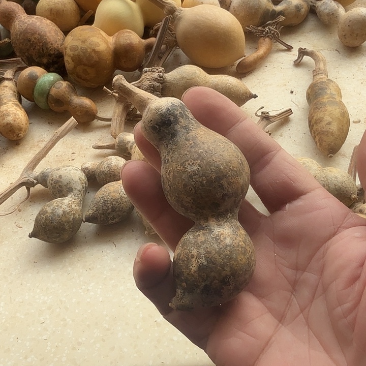 木蚂蚁葫芦喜欢下单