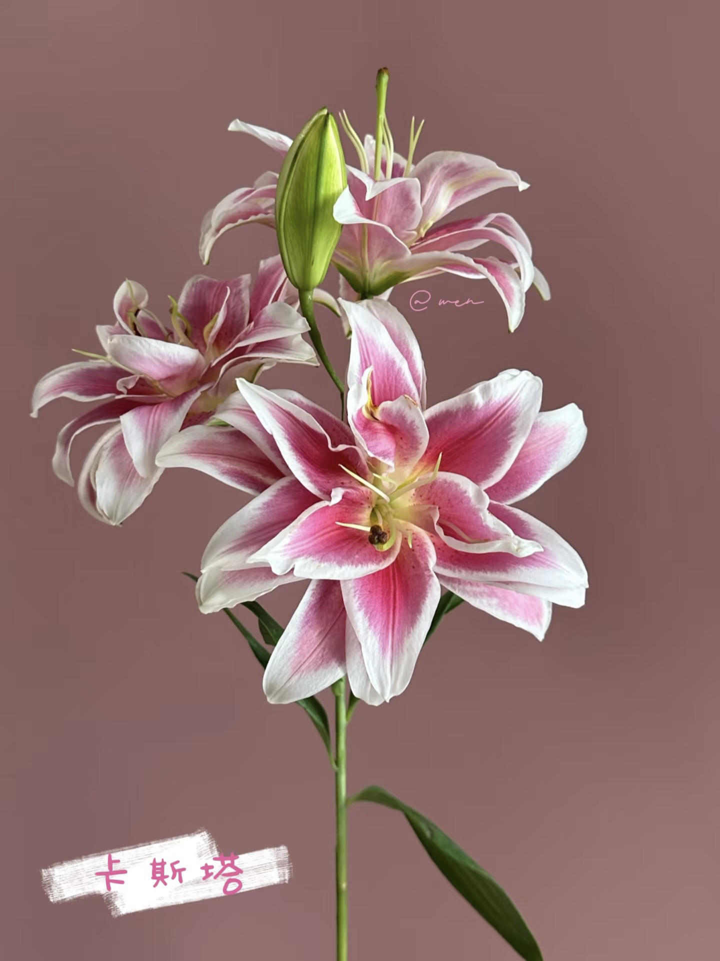 卡斯塔重瓣双色多头百合2支装