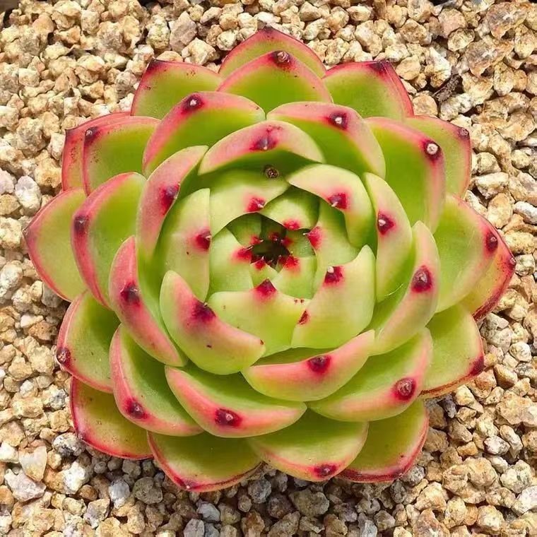 多肉植物，不带盆，脱土发货。满9.9包邮。