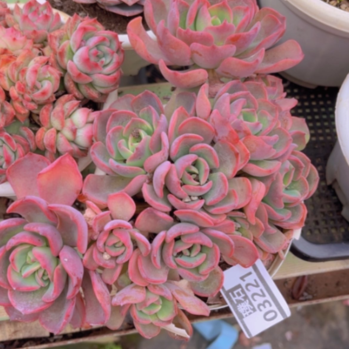 【闪购商品】芬达03221