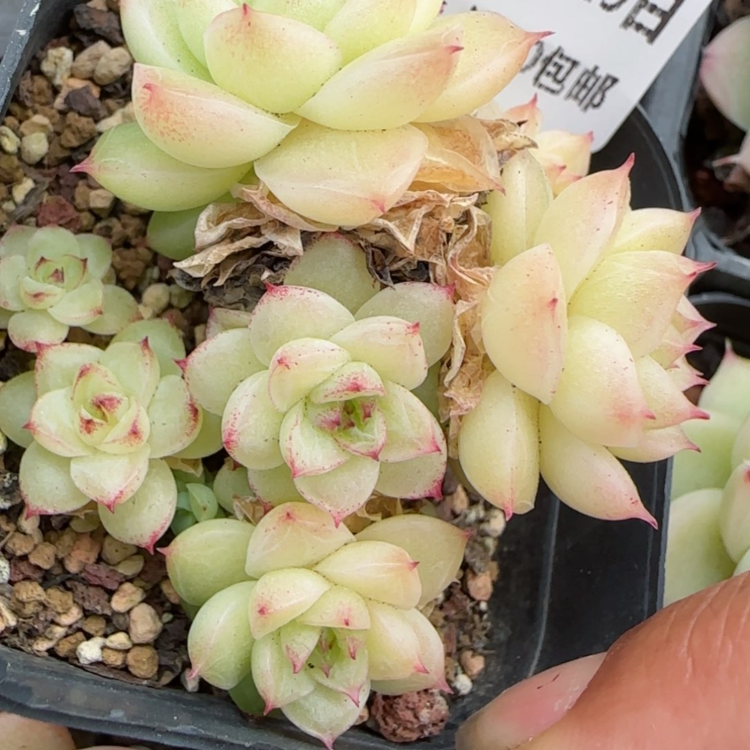 花语逸镜0129-242
