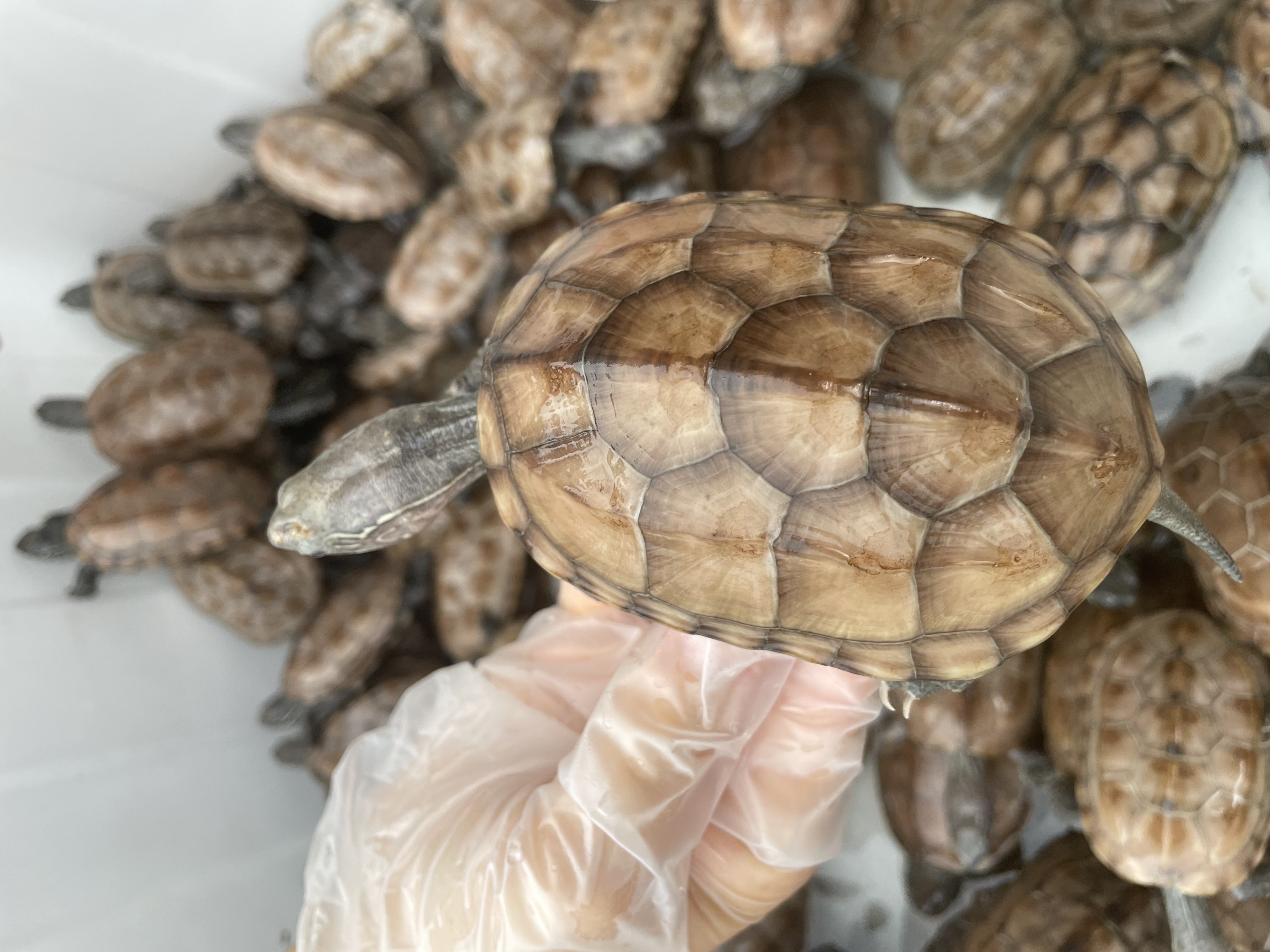 中华草龟小乌龟宠物龟直播链接 凭开箱视频售后