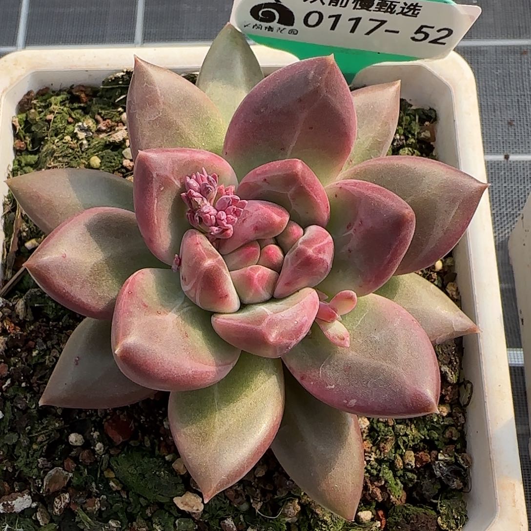 从前慢花园精选0117-52