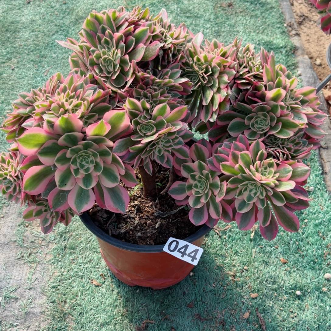 044粉女巫缀化多肉植物