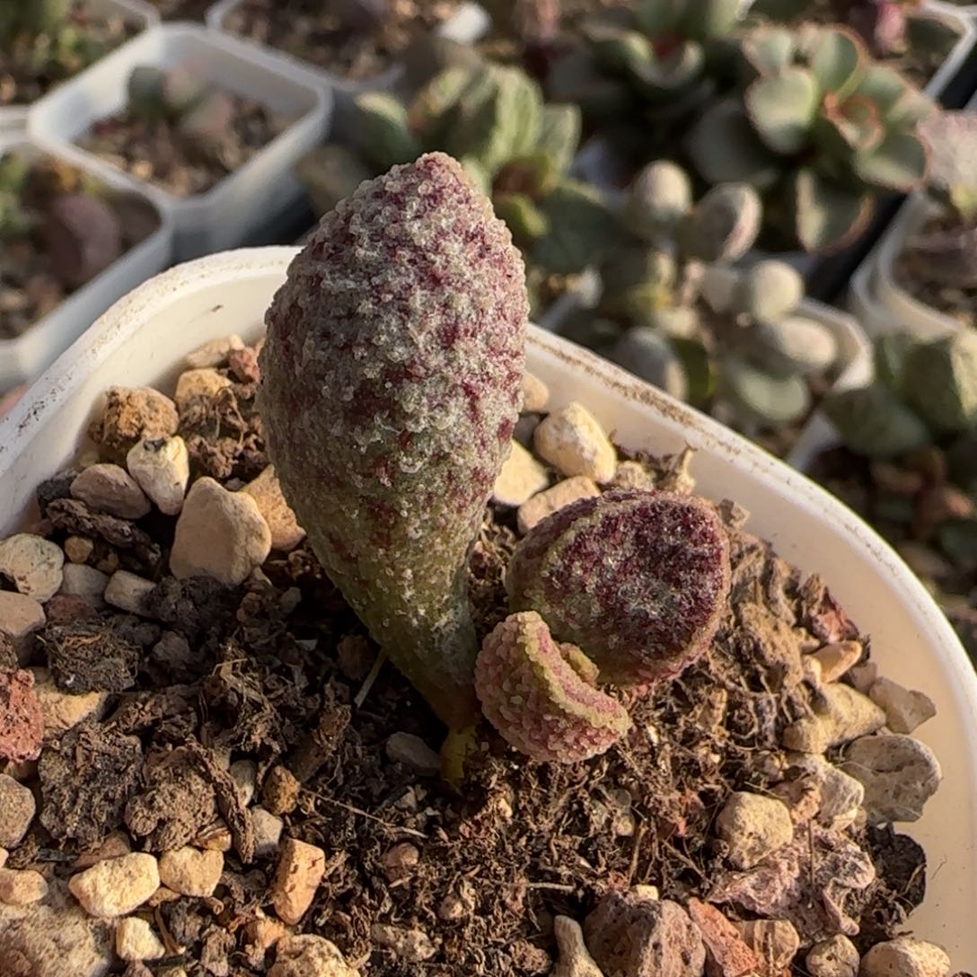 孔雀翎水泡多肉植物