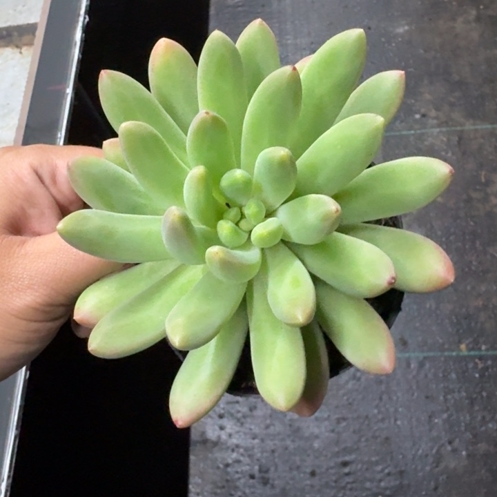 橙色奇迹 单头  一物一拍