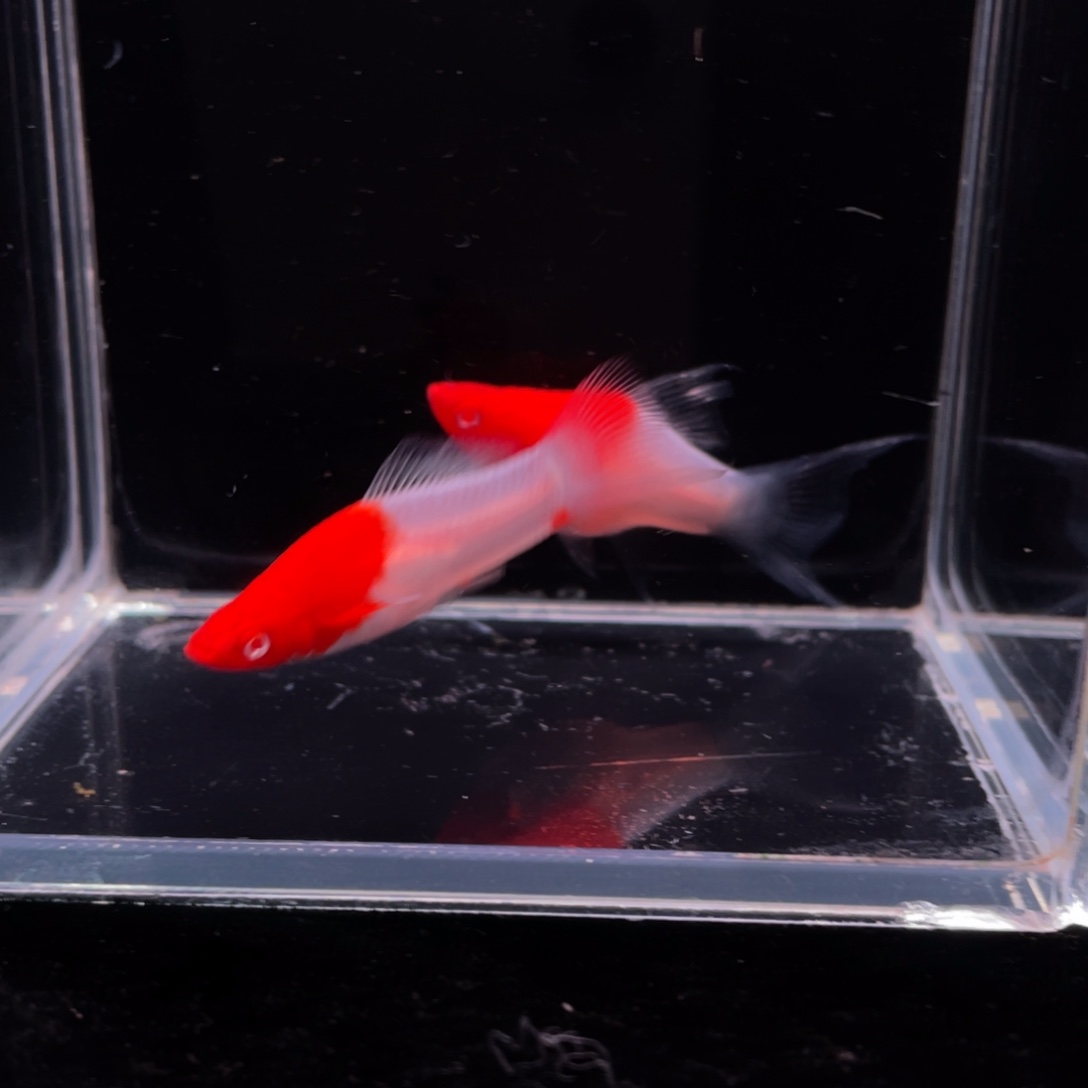 孔雀鱼包活包损入缸无售后