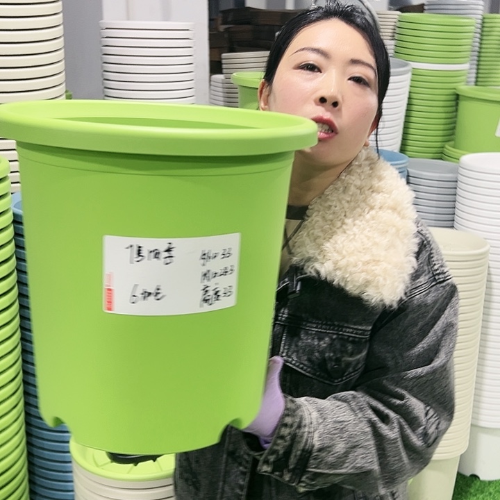 特价7号四季口33高33果绿10只无托