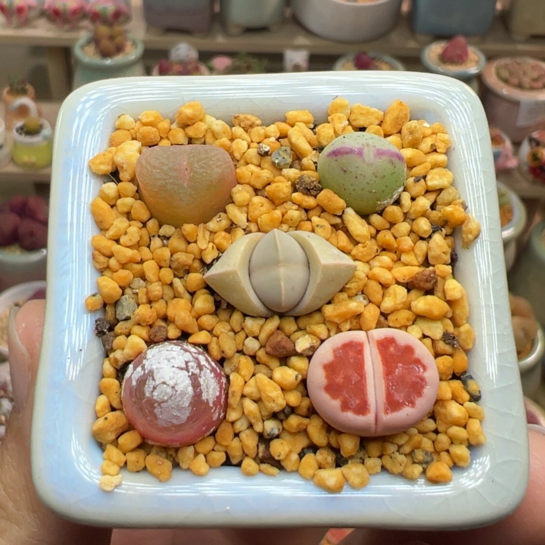 多肉植物154号组合