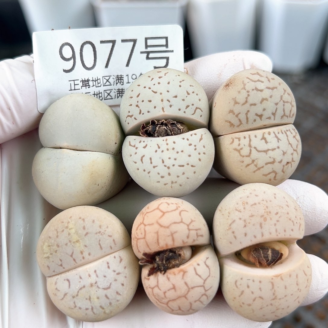 好养易活生石花大母本9077