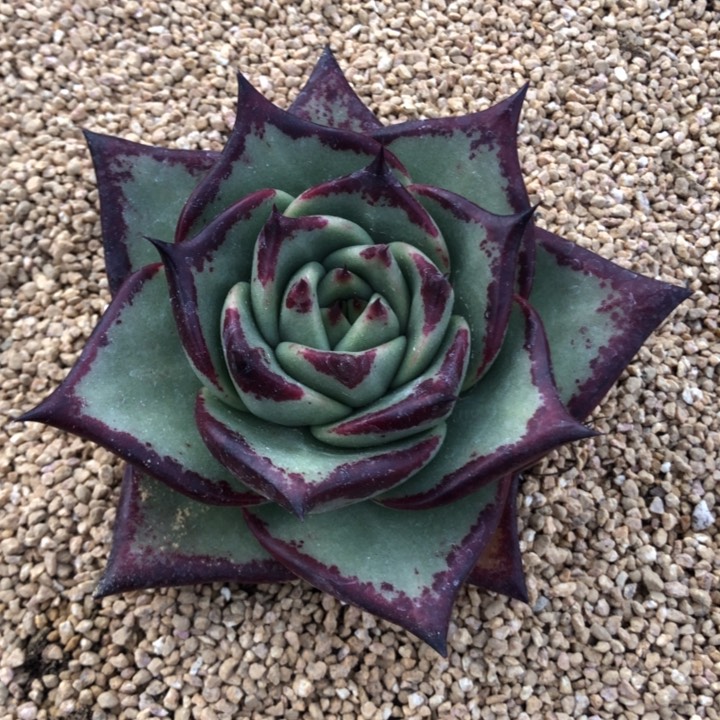 未来可欺大宽叶11