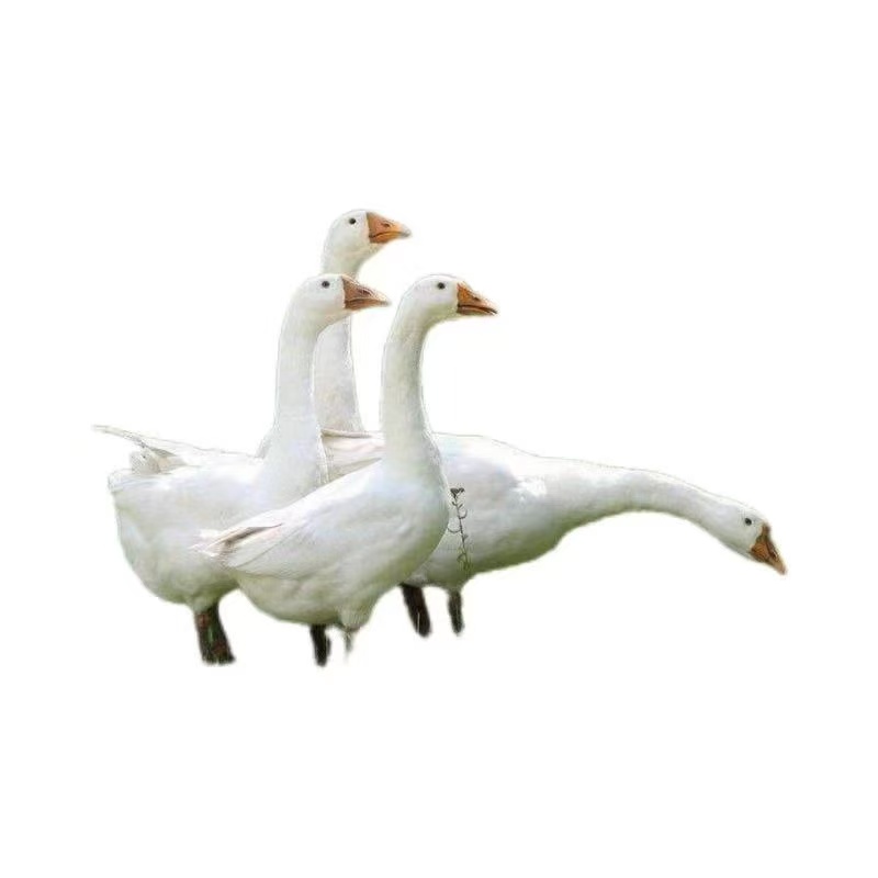 宠物柯尔鸭四季三花鹅直播挑选