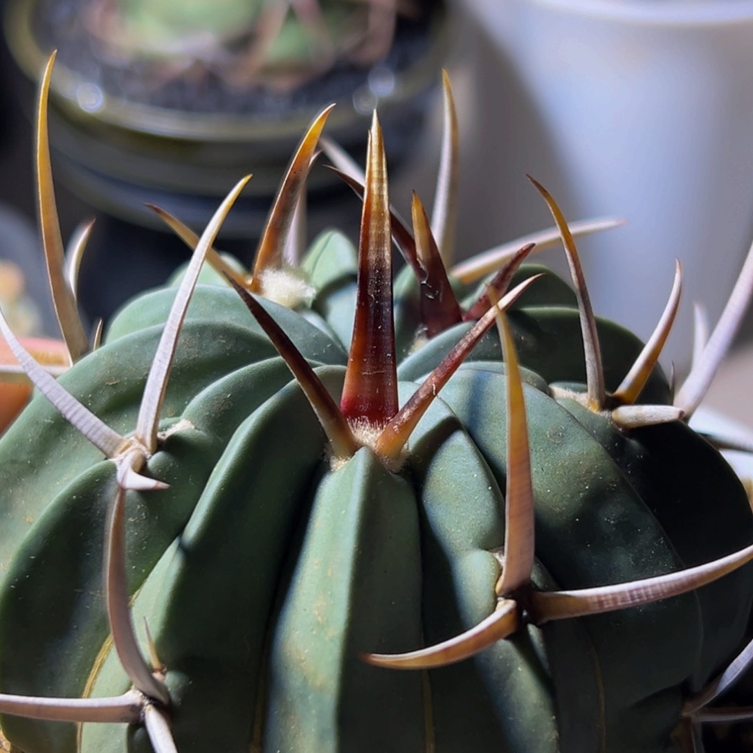 精品（龙剑丸）大粗刺福利