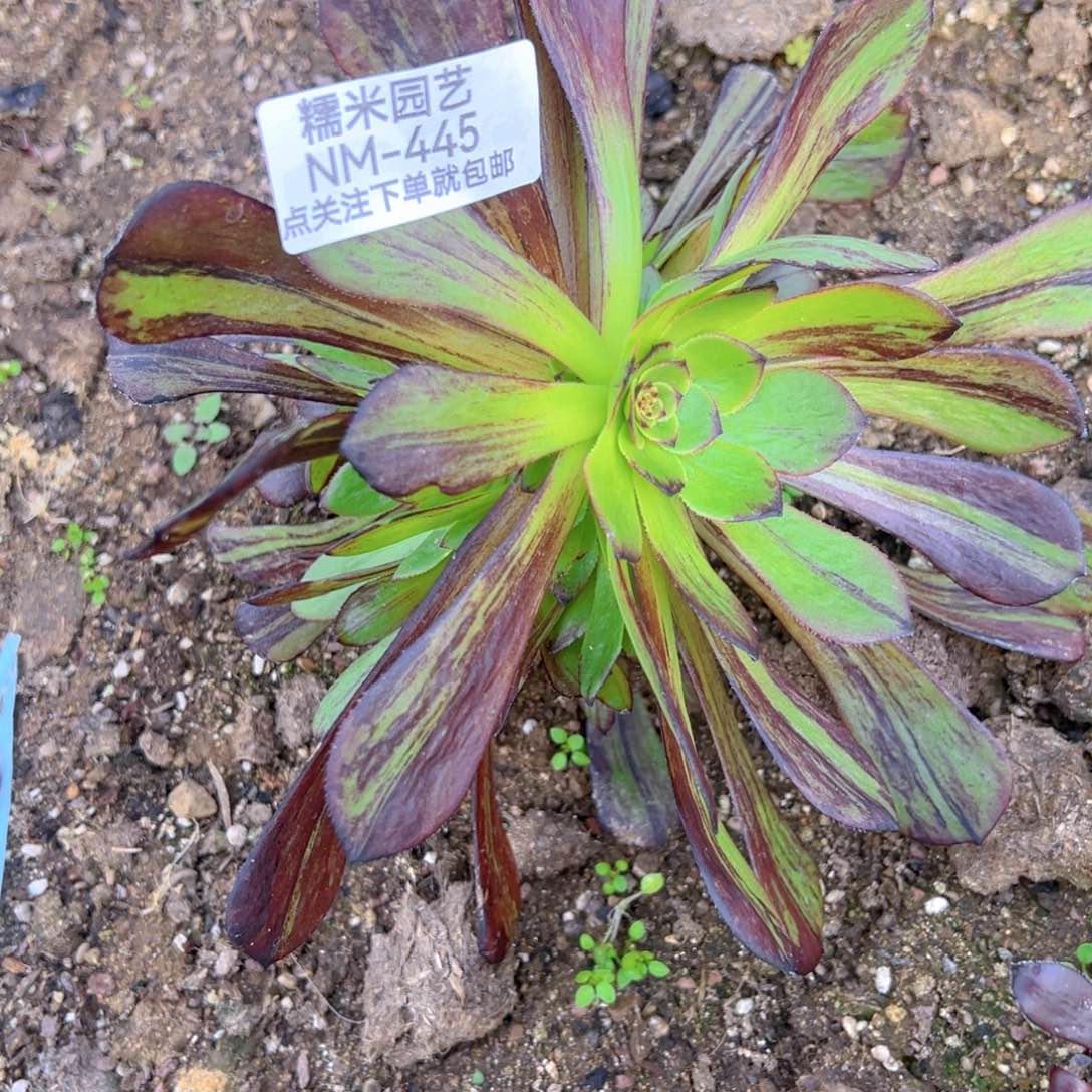 黑萝莉拉丝多肉植物445