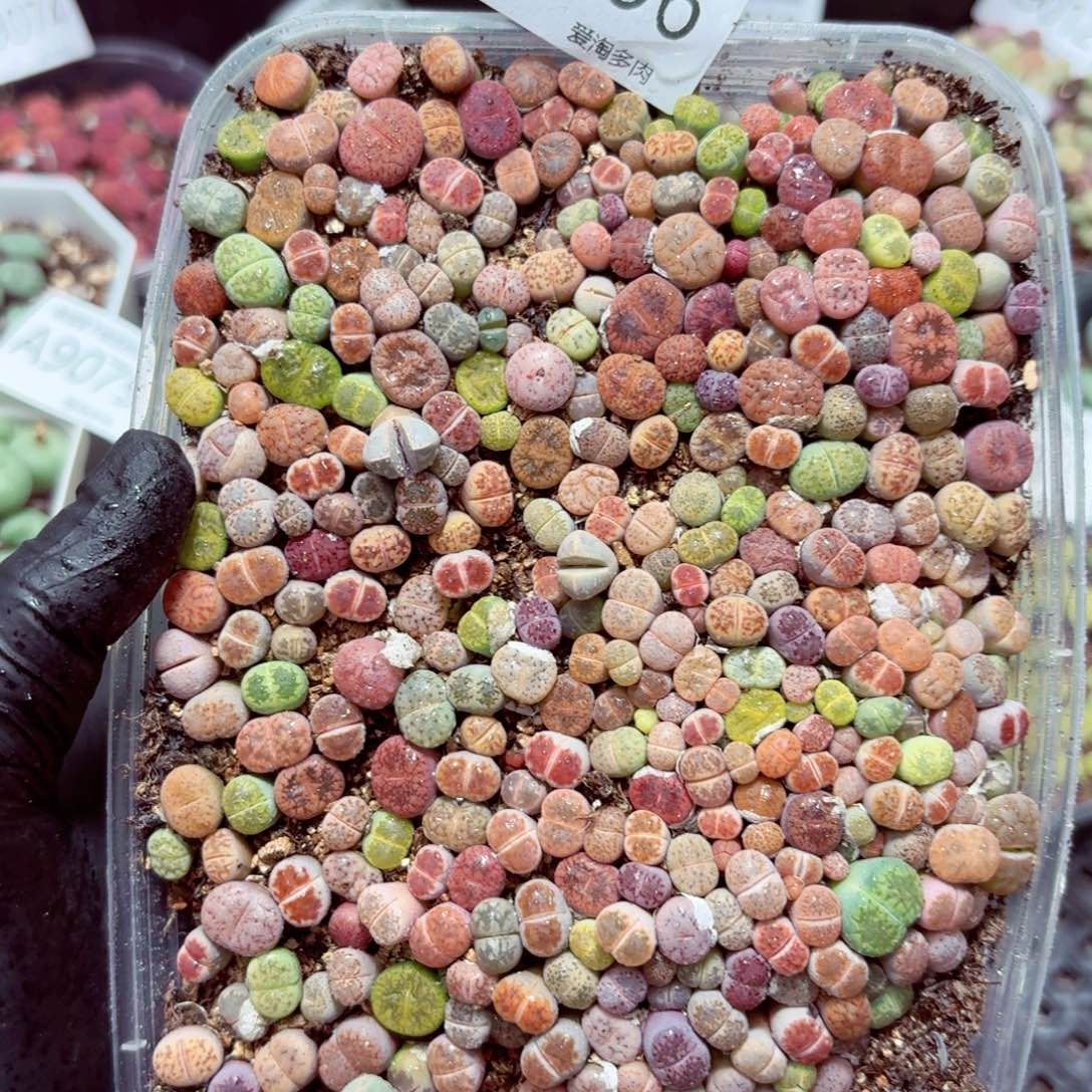 9096––零下地区需拍保温箱