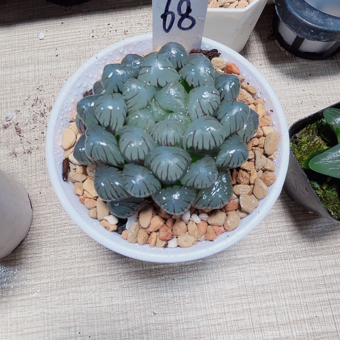 冰灯玉露多肉植物6666