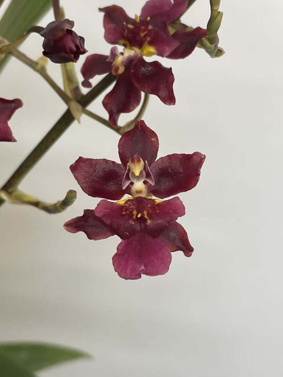 【泰国香水】文心兰盆栽花色红喜庆花型精致可爱开花浓香花期长