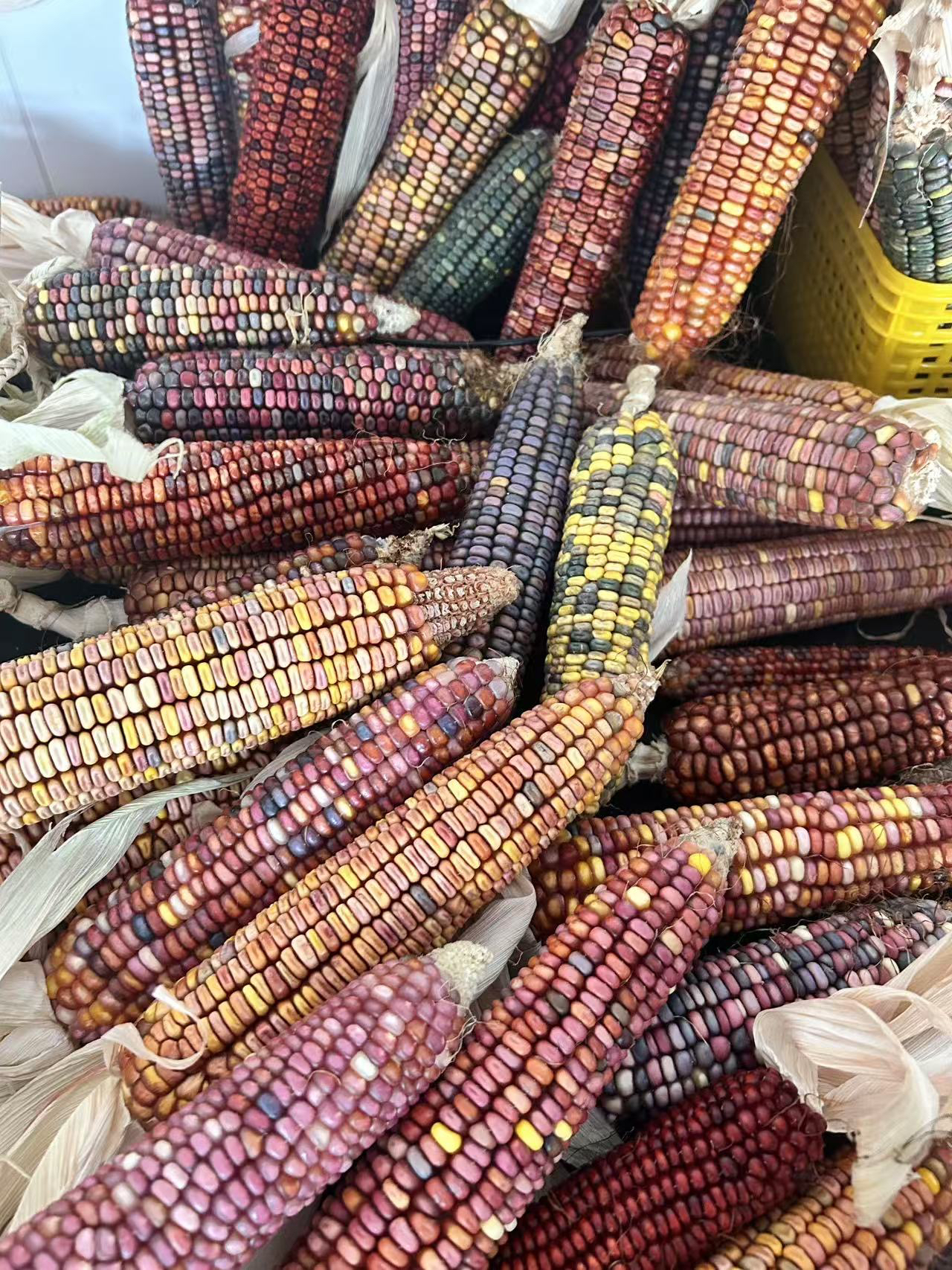 精品文玩玉米自家种养