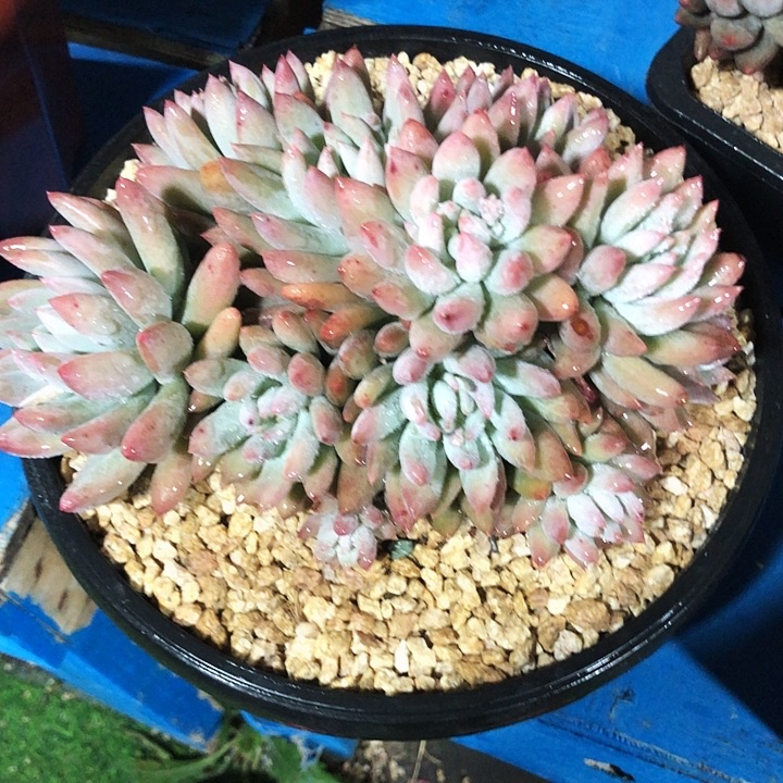 所罗门群多肉植物