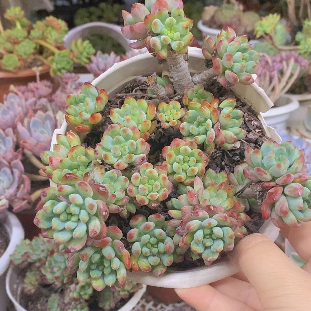 蓝苹果整桩整群老桩