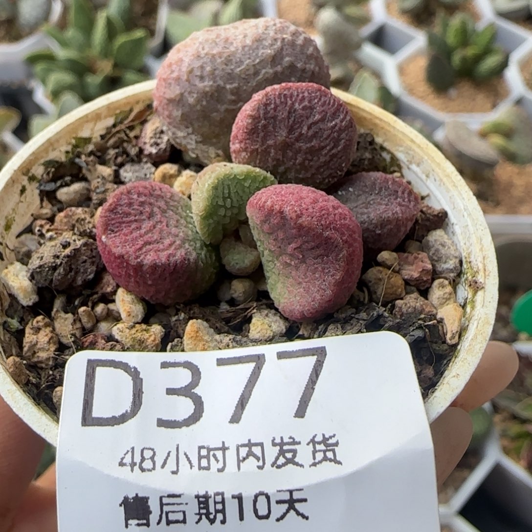 红烧肉。   377。   