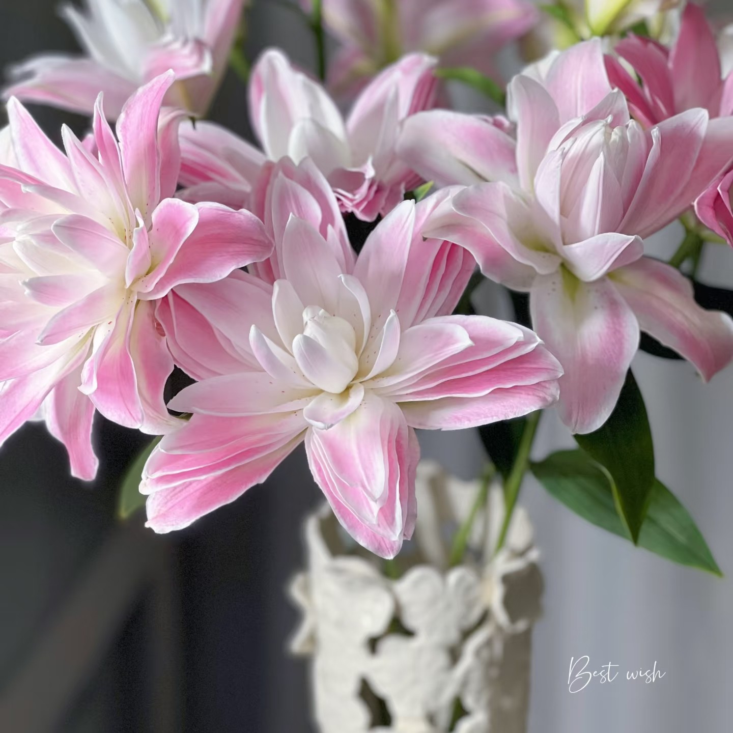 今年开花香水百合【莲花微风】进口种球1颗12/14cm重瓣百合秋百合