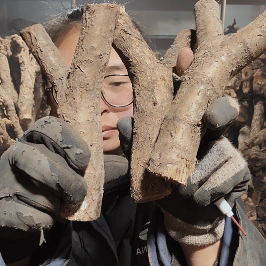 香榧木搞***火琉璃的毛料摆件